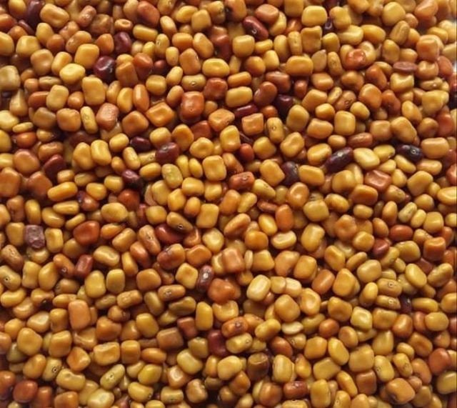 Benih CM