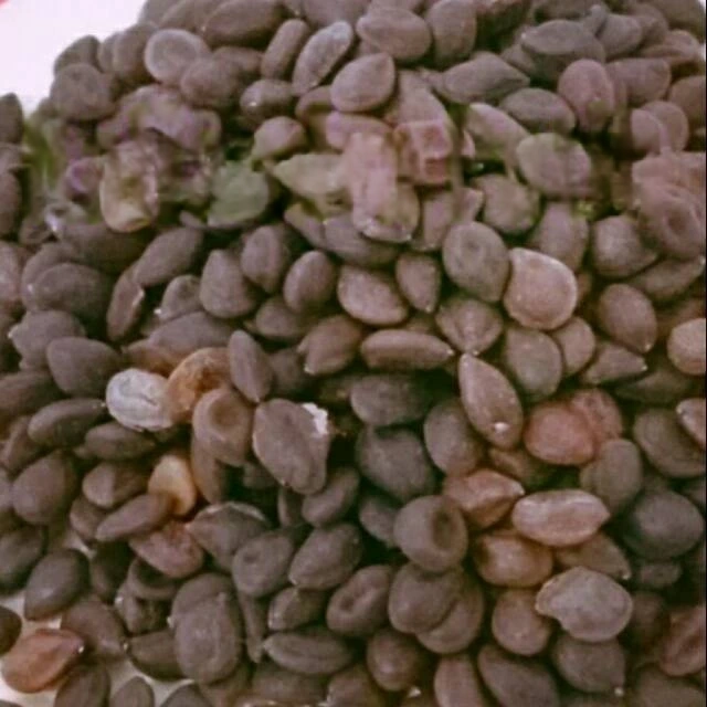 Benih Kaliandra Putih