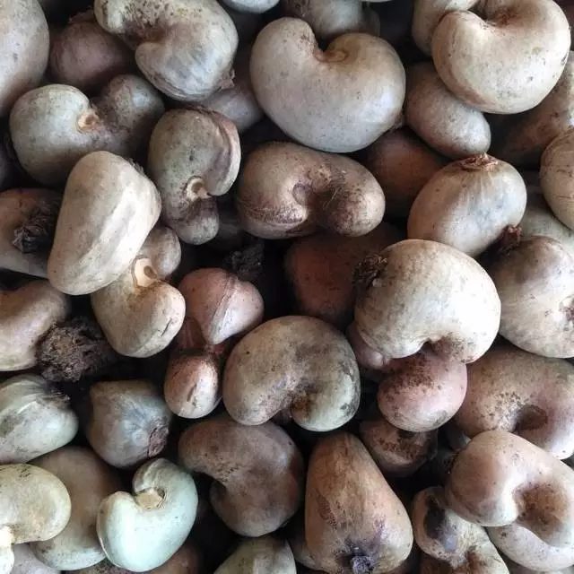 Benih Jambu Mete